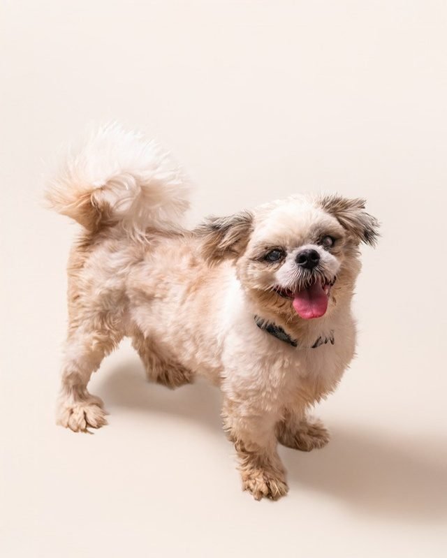 A blind rescue dog at the shelter