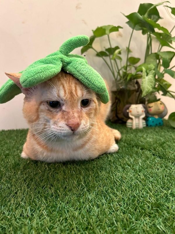 Cat wearing a leaf hat