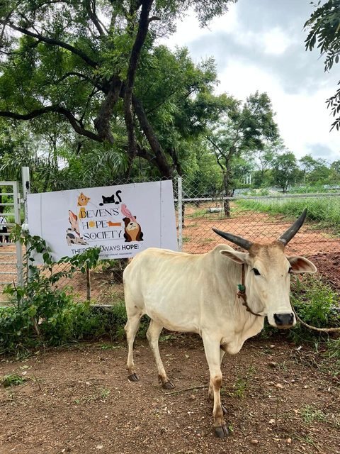 Rescued cow at the sanctuary