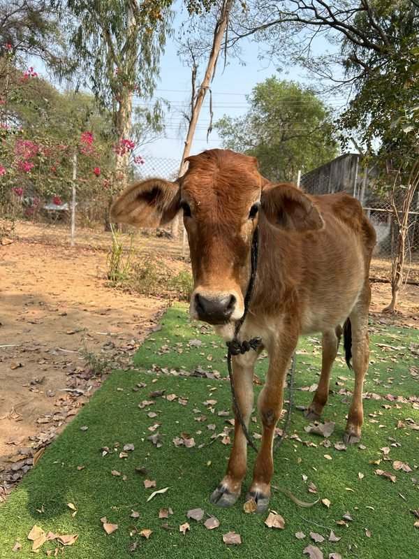 Rescued calf