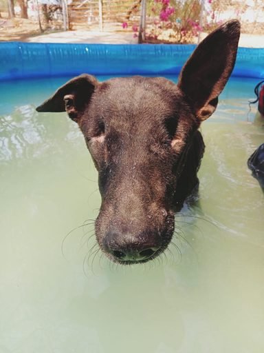 A happy rescued dog playing