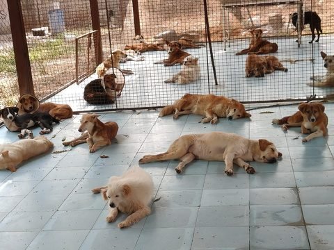 Dogs relaxing at the shelter