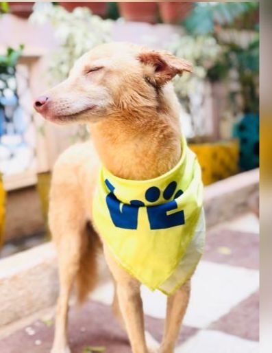 Hope, a blind and deaf rescue dog