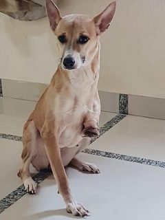 Tangdi the three-legged dog