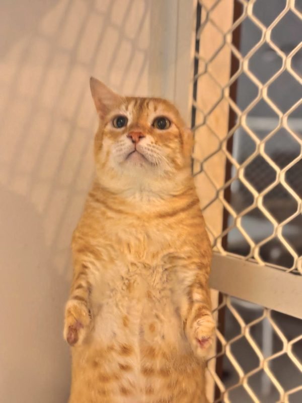 Tiger the cat