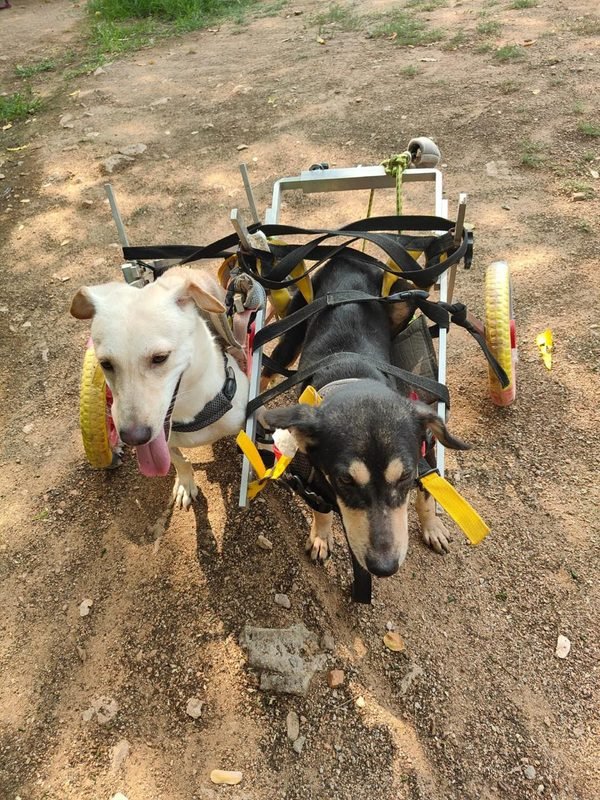 Dogs in wheelchairs playing