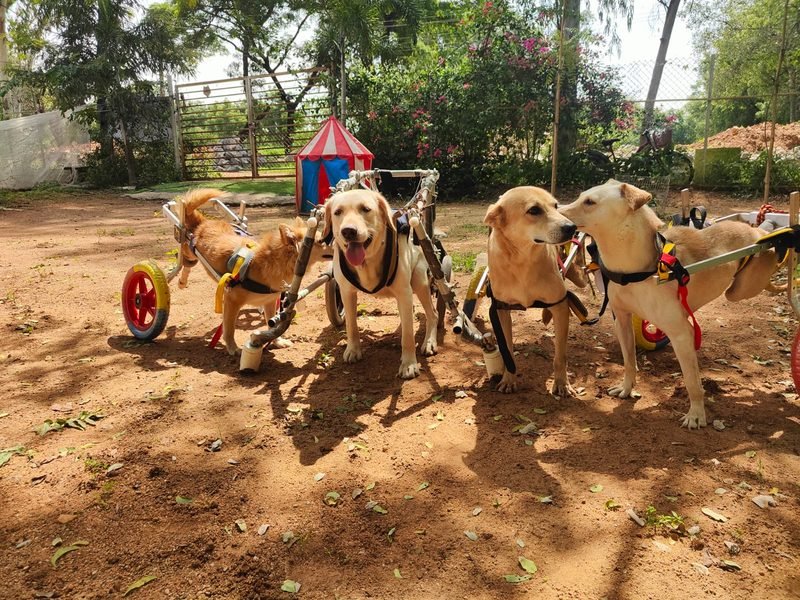 Paralyzed dogs playing in their wheelchairs